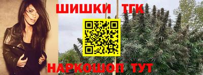 спиды Гай